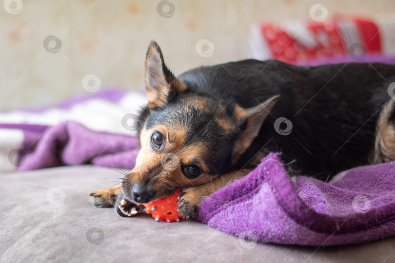 Скачать На фиолетовом одеяле лежит маленькая собачка и играет с игрушкой фотосток Ozero