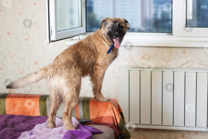Скачать Рыжевато-коричневая собака стоит на кровати у окна фотосток Ozero