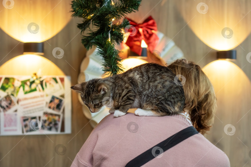 Скачать Серый котенок на плече женщины крупным планом фотосток Ozero