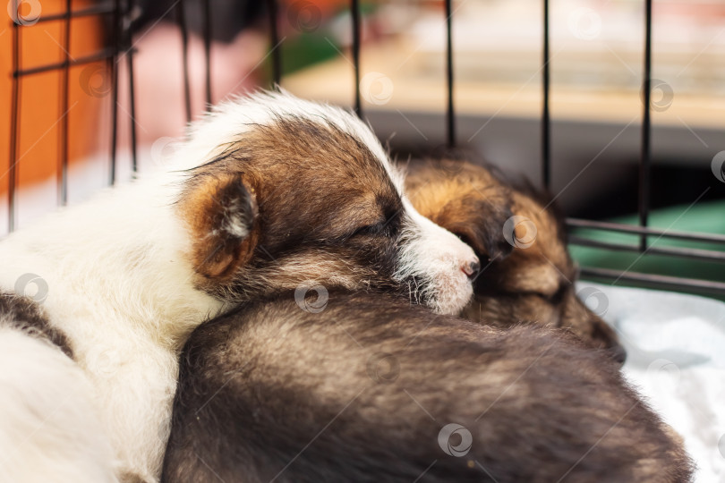 Скачать Два маленьких щенка спят рядом друг с другом фотосток Ozero