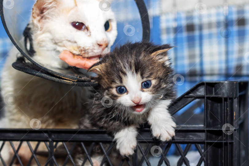 Скачать Белая кошка с конусом на шее держит в зубах маленького котенка фотосток Ozero