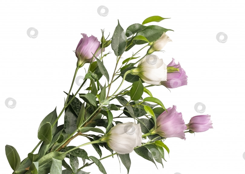 Скачать Розово-белый цветок эустомы, выделенный на белом фоне. фотосток Ozero