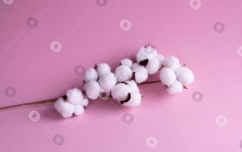 Скачать Ветка с белыми пушистыми хлопковыми цветами на розовом фоне. Натуральное органическое волокно, сельское хозяйство, семена хлопка, сырье для производства тканей фотосток Ozero