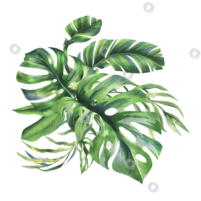 Скачать Тропический кокос, листья банановой пальмы, монстера, маска обезьяны, франжипани, яркая сочная зелень. Ботаническая иллюстрация, выполненная вручную акварелью. Композиция, выделенная на фоне. фотосток Ozero