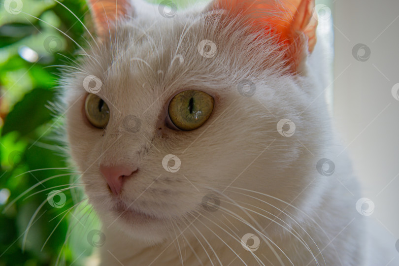 Скачать Портрет кошки фотосток Ozero
