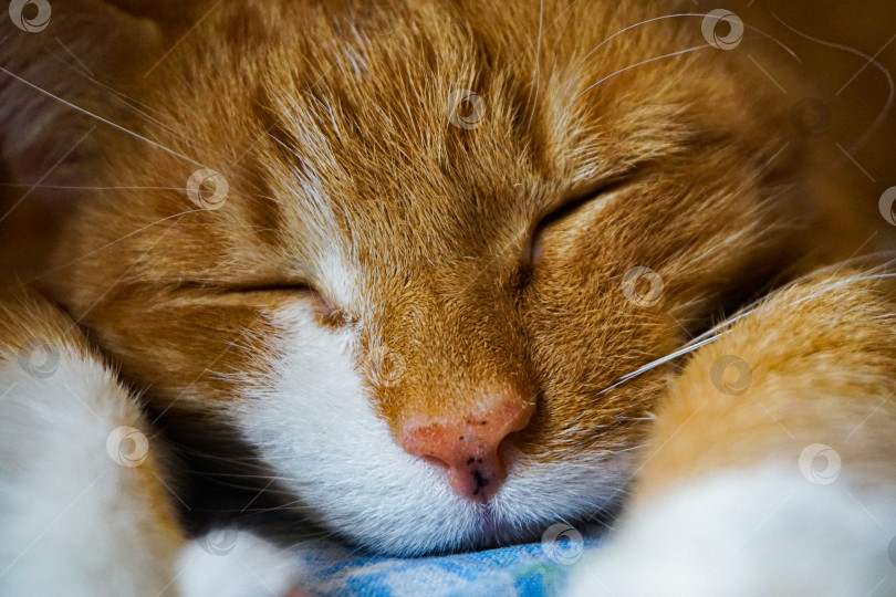Скачать Рыжий кот спит фотосток Ozero