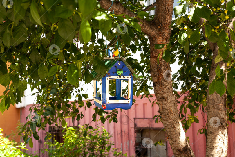 Скачать Синяя кормушка для птиц висит на ветке вишневого дерева перед домом фотосток Ozero