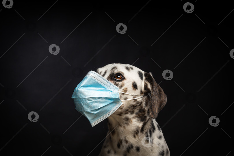 Скачать Портрет собаки породы далматин в защитной медицинской маске на черном фоне. фотосток Ozero
