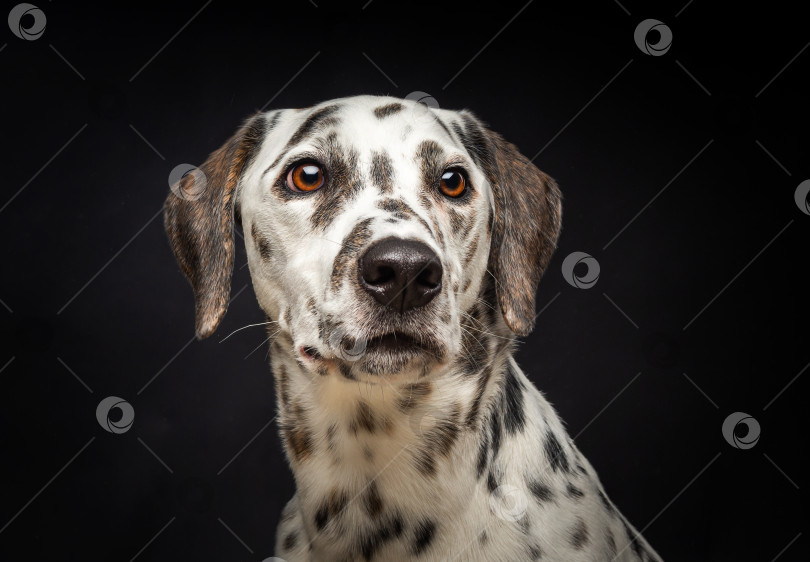 Скачать Портрет далматинской собаки на изолированном черном фоне. фотосток Ozero