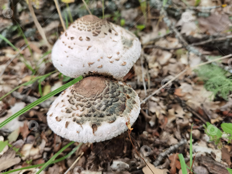 Скачать зонтичные грибы (Macrolepiota procera) - вид грибов семейства шампиньоновых, встречающийся в траве с осенними листьями смешанного леса фотосток Ozero