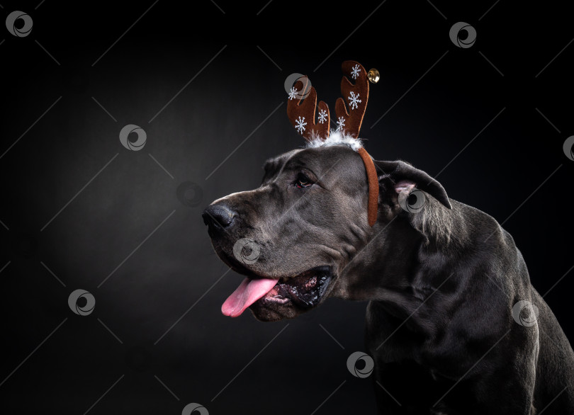 Скачать Портрет чистокровной собаки в шапке из оленьих рогов, выделенный на черном фоне. фотосток Ozero