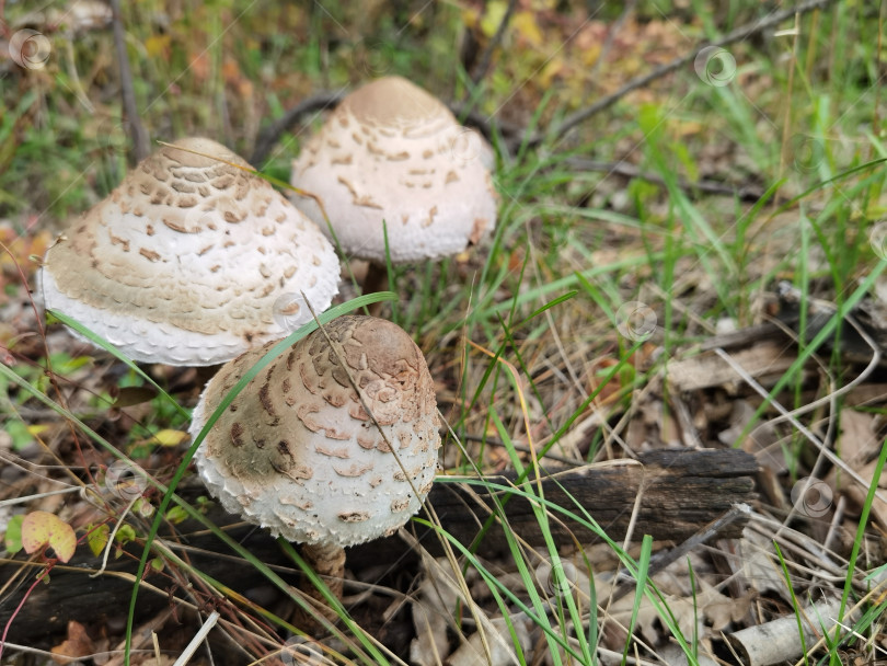 Скачать зонтичные грибы (Macrolepiota procera) - вид грибов семейства шампиньоновых, встречающийся в траве с осенними листьями смешанного леса фотосток Ozero