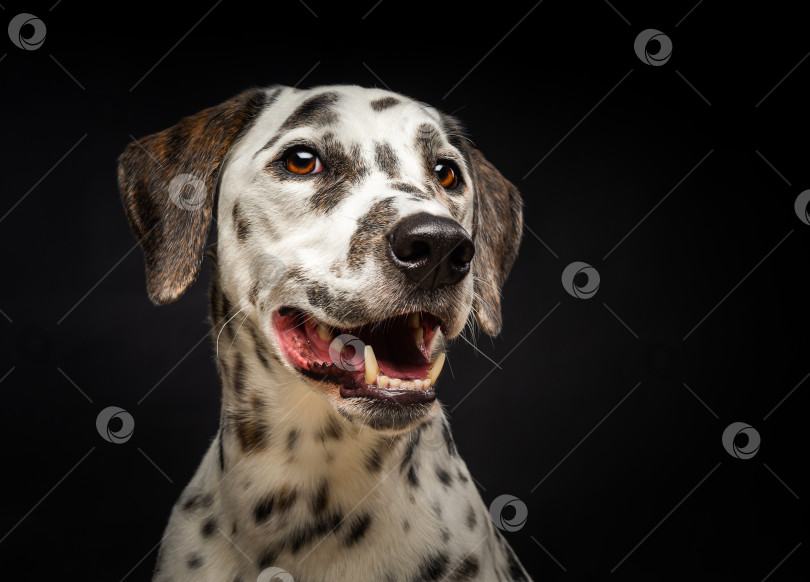 Скачать Портрет далматинской собаки на изолированном черном фоне. фотосток Ozero