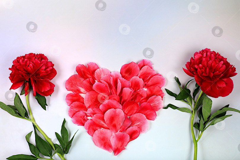 Скачать Абстрактная цветочная композиция и поздравительная открытка с сердцем из живых цветов и лепестков роз, фон. ,элементы для использования в графическом редакторе, концепция Дня святого Валентина. баннер с местом для текста, фотосток Ozero