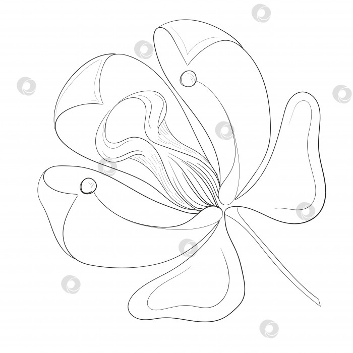Скачать Контурный цветок ручной рисунок векторная иллюстрация, изолированная на белом фоне фотосток Ozero