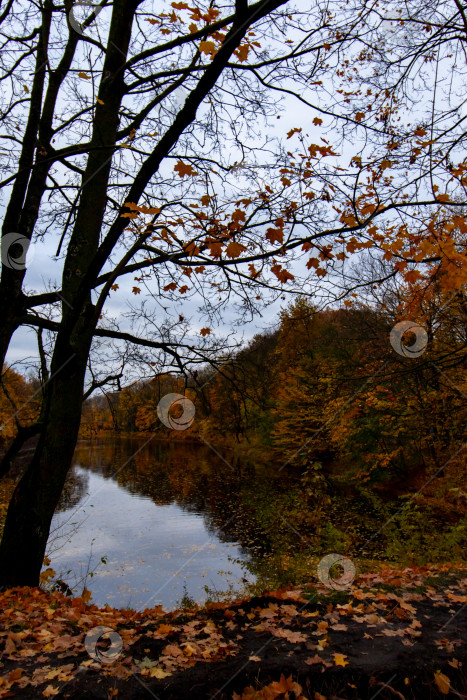 Скачать осенний пейзаж желтые деревья и озеро фотосток Ozero
