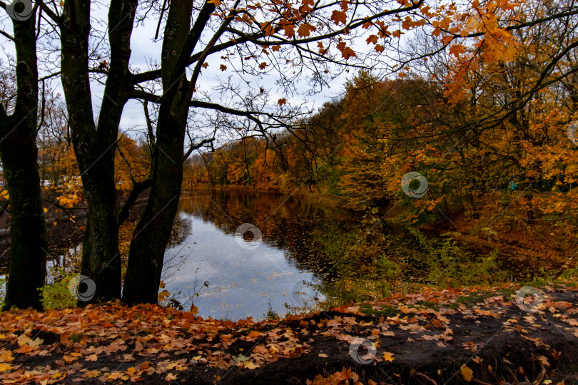 Скачать осенний пейзаж желтые деревья и озеро фотосток Ozero