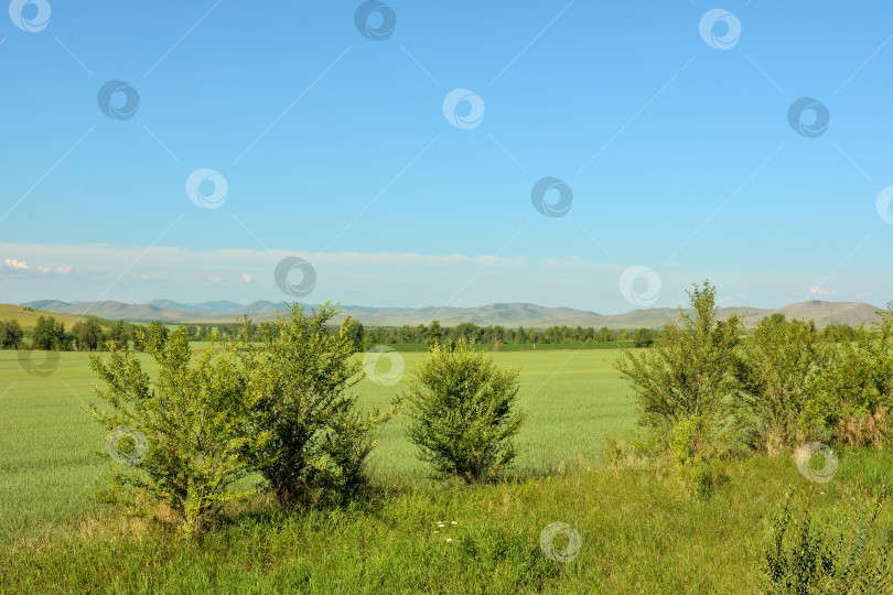 Скачать Взгляд сквозь кусты на огромное овсяное поле у подножия длинной гряды холмов в летний солнечный день. фотосток Ozero