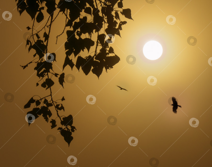 Скачать туманное утро с восходящим солнцем и высоко летящими птицами. фотосток Ozero
