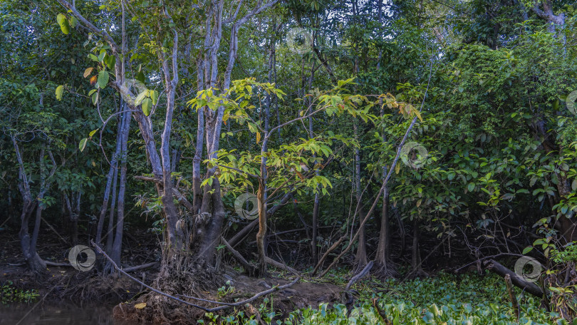 Скачать Заросли непроходимого тропического леса на берегу реки. фотосток Ozero