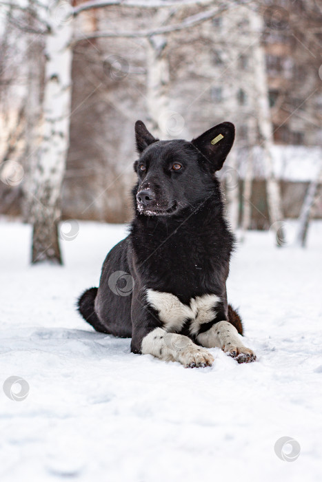 Скачать красивая бездомная собака фотосток Ozero