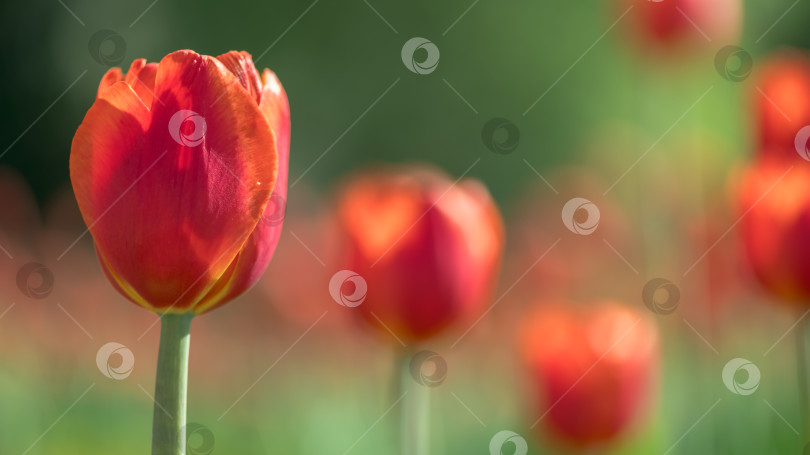 Скачать множество красивых красных тюльпанов на фоне весенней природы фотосток Ozero