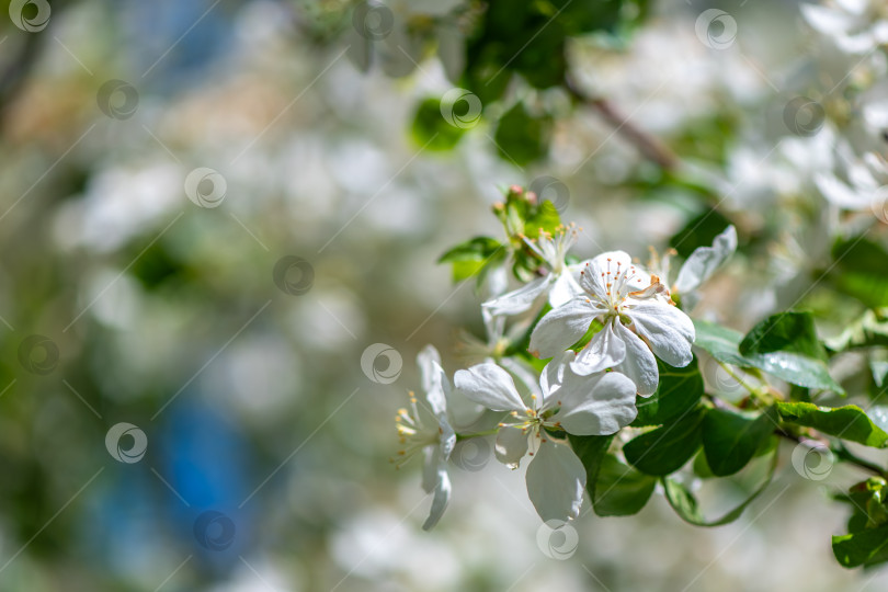 Скачать цветущая яблоня, натуральный цветок, цветочный фон фотосток Ozero