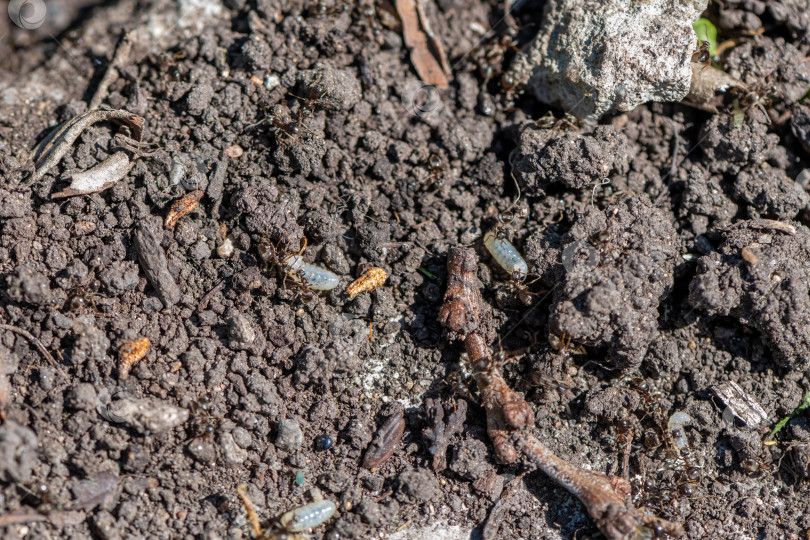 Скачать муравьи в саду. разрушенный муравейник, муравьи несут яйца фотосток Ozero