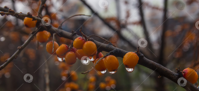 Скачать Капли осеннего дождя блестят на желтых ягодах облепихи фотосток Ozero