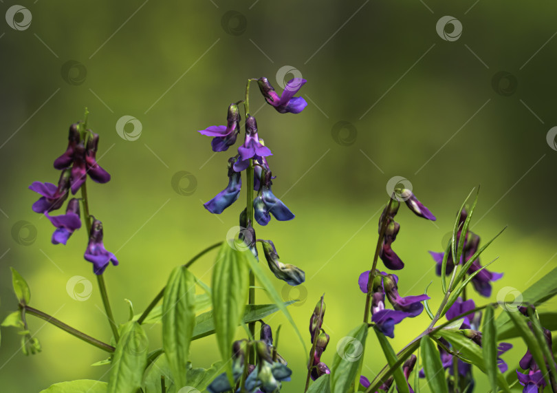 Скачать Весенний первоцвет Lathyrus vernus на лесной поляне фотосток Ozero