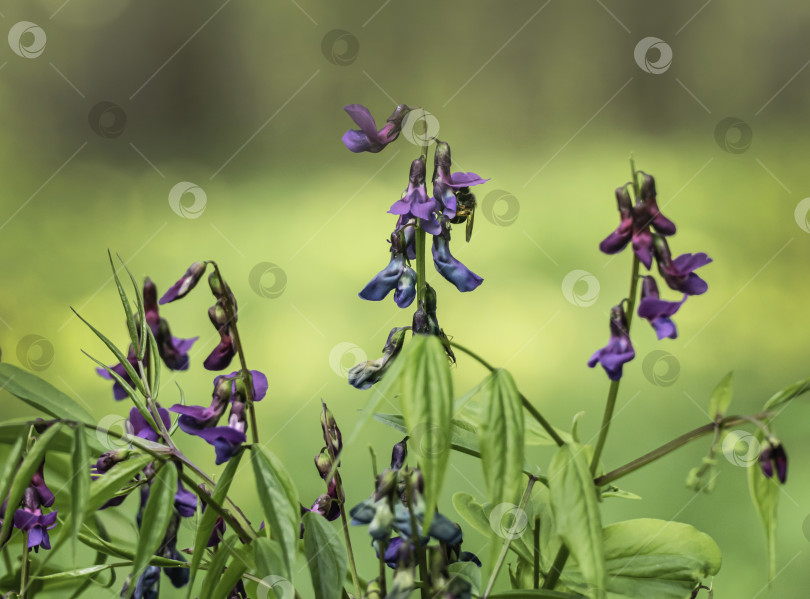 Скачать Весенний первоцвет Lathyrus vernus на лесной поляне фотосток Ozero