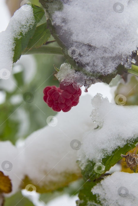 Скачать Малина и первый снег.Первый снег выпал на кусты малины с замерзшими красными ягодами фотосток Ozero