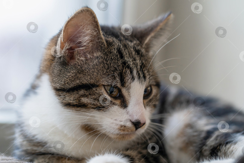 Скачать Симпатичный молодой кот греется на солнышке на подоконнике фотосток Ozero