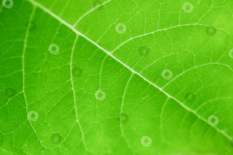 Скачать зеленый лист крупным планом, абстрактная растительная текстура фотосток Ozero