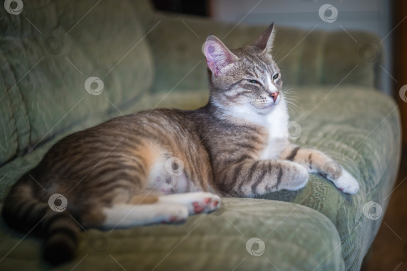 Скачать Грациозная кошка на диване у себя дома фотосток Ozero