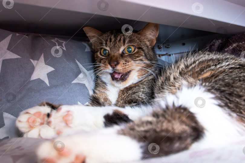 Скачать Домашняя короткошерстная кошка с широко раскрытыми глазами и испуганным выражением лица фотосток Ozero