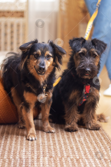 Скачать Две собаки располагаются рядом на коврике, демонстрируя тесные дружеские отношения фотосток Ozero