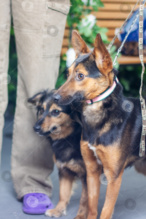 Скачать Две собаки разных пород на поводке в качестве пастуха, компаньона или рабочей собаки фотосток Ozero