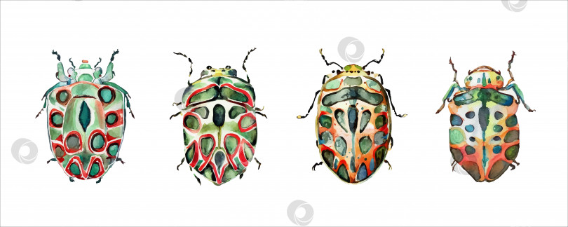 Скачать Набор зеленых акварельных жуков. Векторная иллюстрация акварелью, выделенная на белом фоне фотосток Ozero