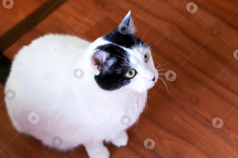 Скачать Черно-белая кошка дома, портрет крупным планом фотосток Ozero