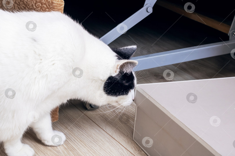 Скачать Черно-белая кошка что-то обнюхивает на полу фотосток Ozero