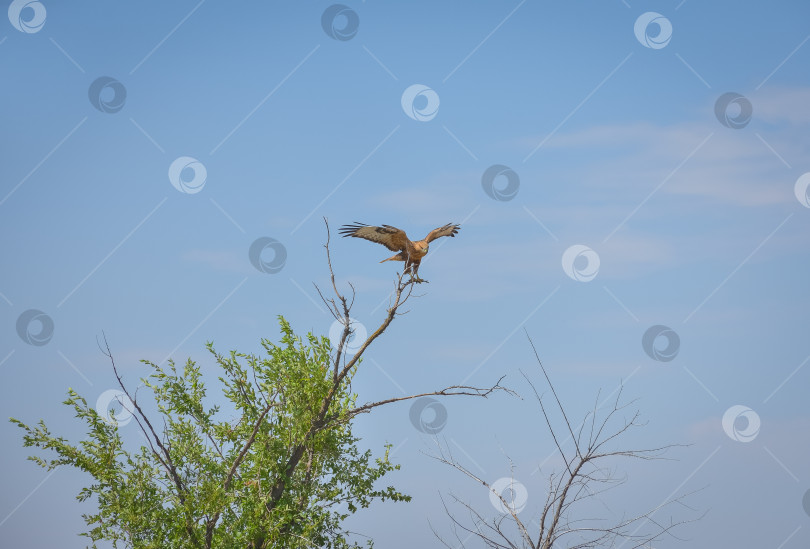 Скачать ястреб, сидящий на дереве в поле фотосток Ozero