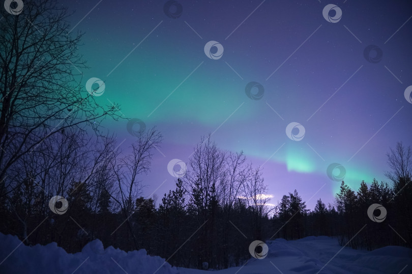 Скачать северное сияние (аврора) в зимнем лесу фотосток Ozero