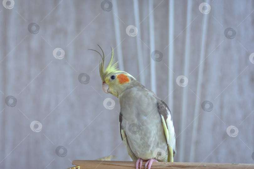 Скачать серый попугай какаду сидит на жердочке фотосток Ozero