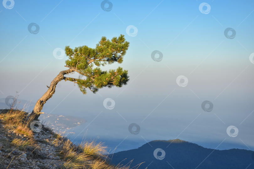 Скачать одинокая сосна на скале, дерево-гора, сосна на утесе фотосток Ozero