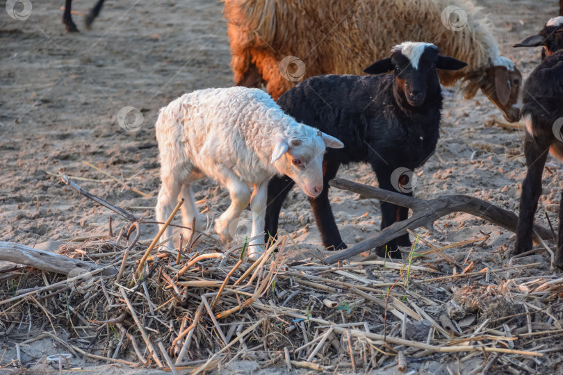 Скачать Стадо овец пасется на холме. белый ягненок в стаде овец фотосток Ozero