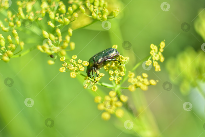 Скачать Зеленый жук крупным планом, жук сидит на цветке фотосток Ozero