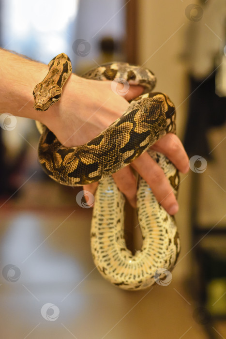 Скачать питон в руке, змея в руке, мужчина держит питона фотосток Ozero