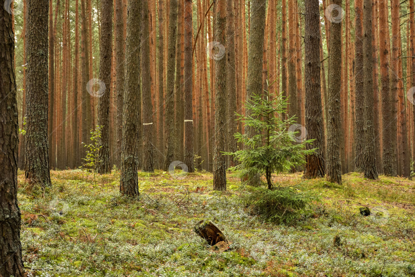 Скачать сосновый лес, прогулка по лесу, стволы деревьев фотосток Ozero