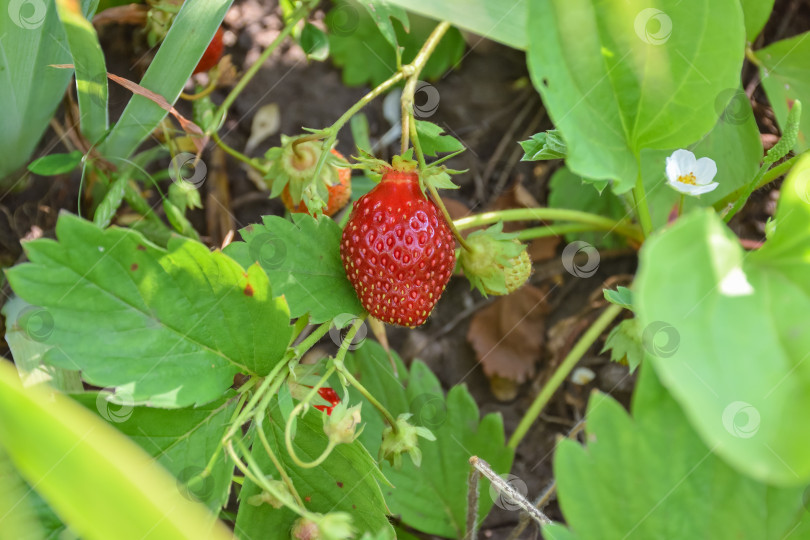 Скачать клубника в саду крупным планом, край ягоды на ветке фотосток Ozero